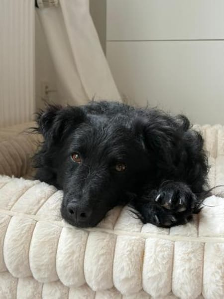 Koksi sucht seine Menschen🐾