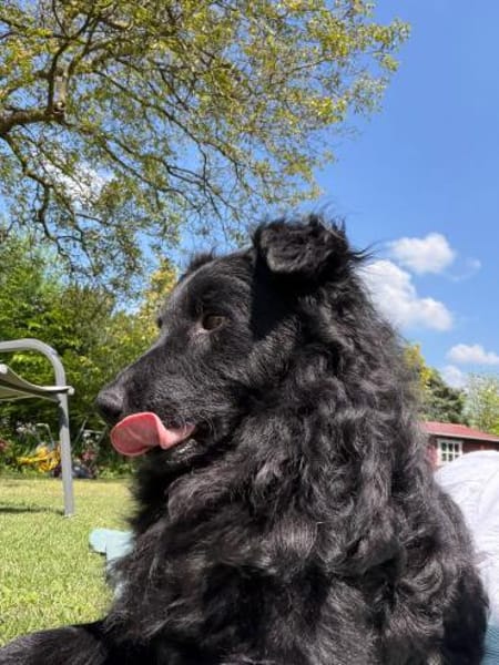 Koksi sucht seine Menschen🐾