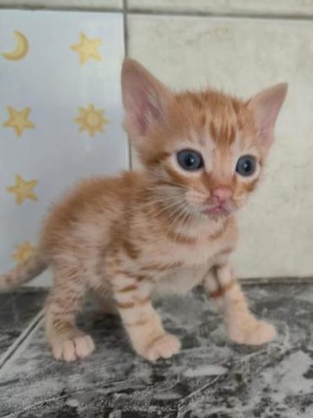 Süße Geschwister Tofu, Trufa & Turron