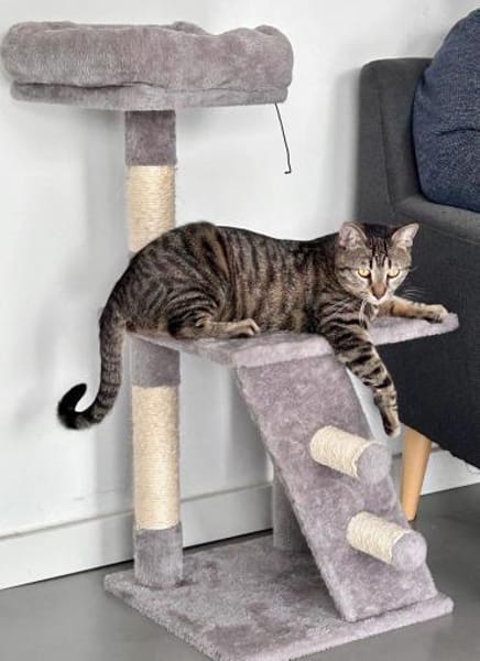 Junger Kater PEPPER sucht sein Zuhause!