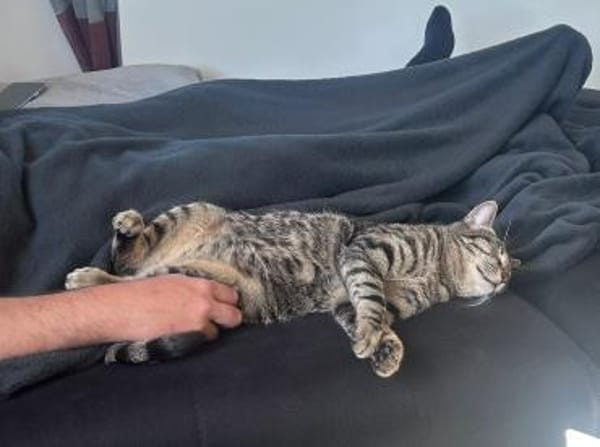 Junger Kater PEPPER sucht sein Zuhause!