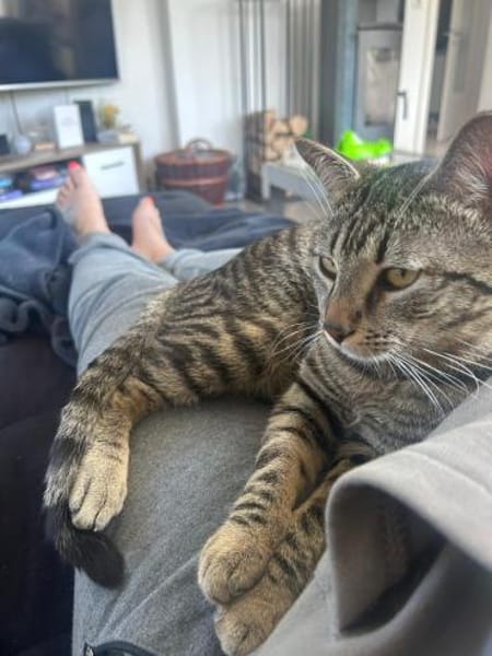 Junger Kater PEPPER sucht sein Zuhause!