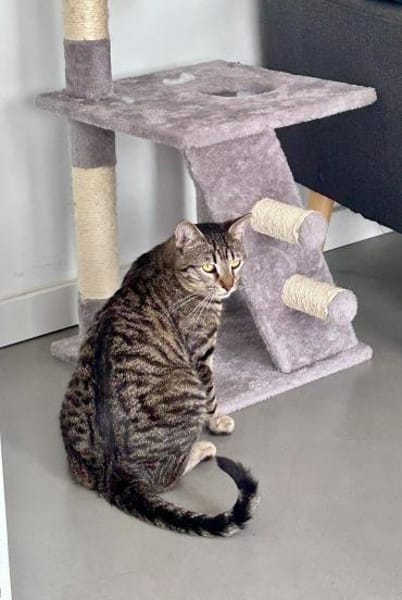 Junger Kater PEPPER sucht sein Zuhause!