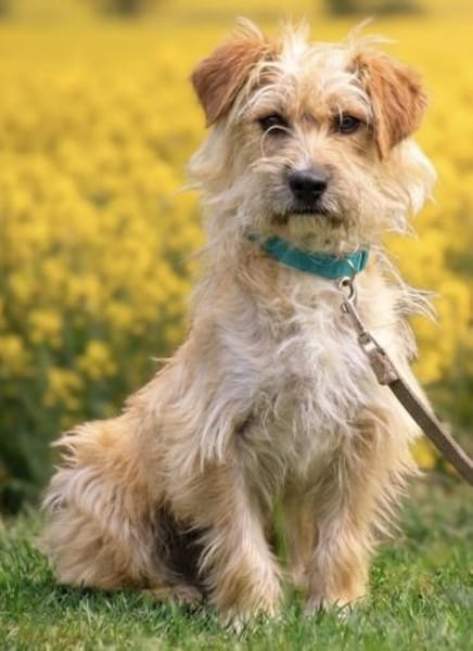 Filou 7 mon. 33 cm verm. Terrier havanes