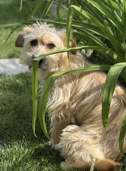 Filou 7 mon. 33 cm verm. Terrier havanes