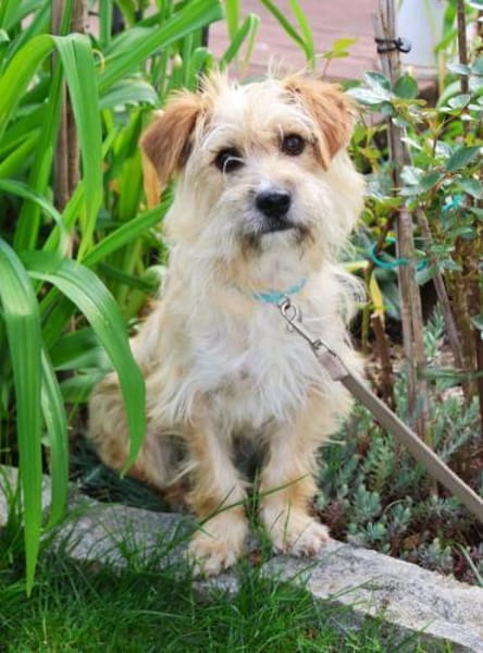 Filou 7 mon. 33 cm verm. Terrier havanes