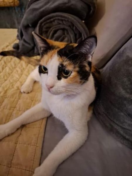 Liebe Katze Tanya