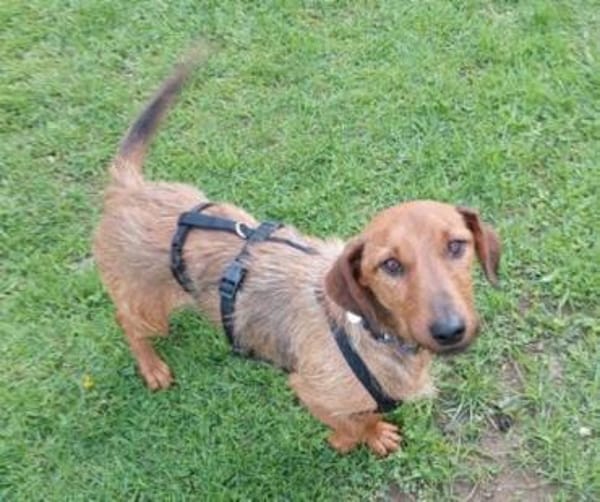 Schnuffel GEORGE
