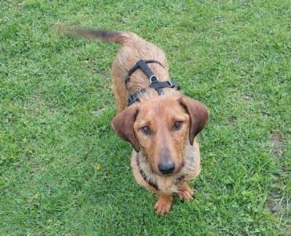 Schnuffel GEORGE