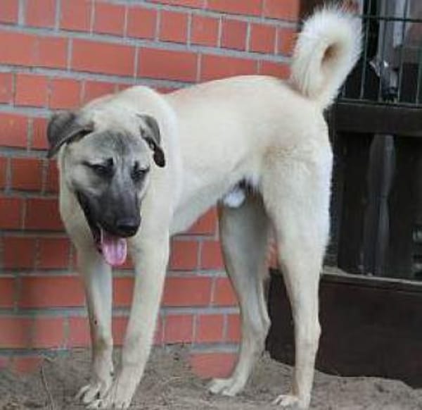 Bulut