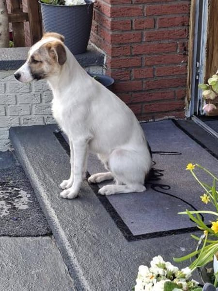 Roosevelt möchte adoptiert werden