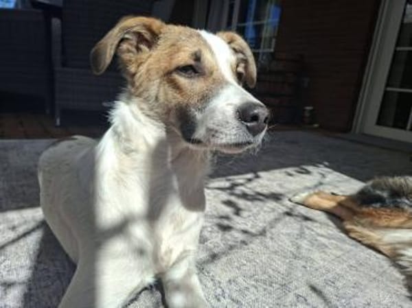 Roosevelt möchte adoptiert werden