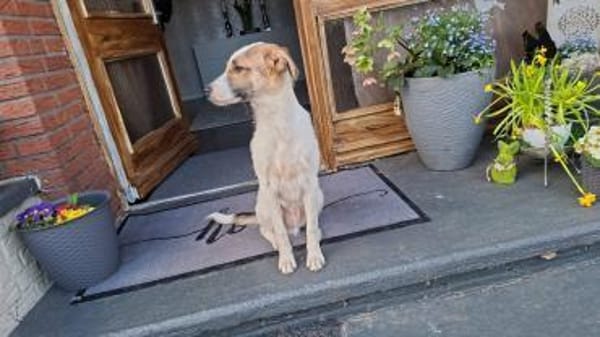 Roosevelt möchte adoptiert werden