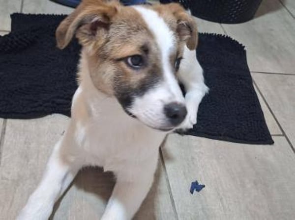 Roosevelt möchte adoptiert werden