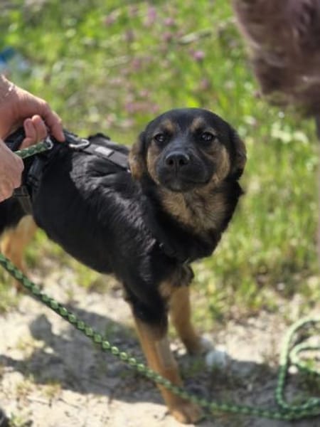 🐾 Roxy sucht ihr Für-immer-Zuhause (E)