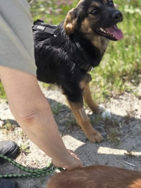 🐾 Roxy sucht ihr Für-immer-Zuhause (E)