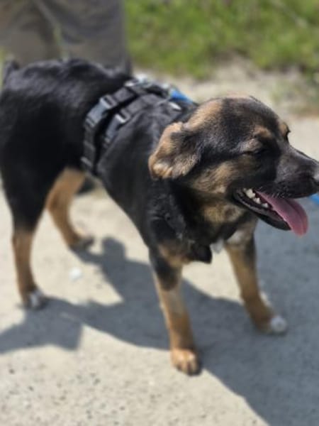 🐾 Roxy sucht ihr Für-immer-Zuhause (E)