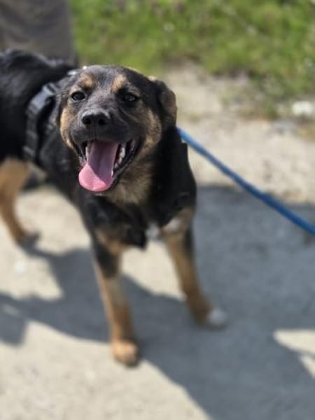 🐾 Roxy sucht ihr Für-immer-Zuhause (E)