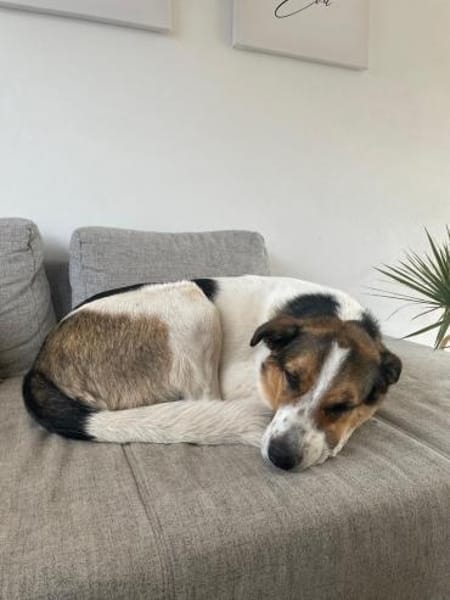 Johnny sucht ein liebevolles Zuhause