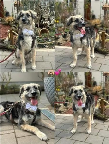 Freundlicher treuer Rüde Denis