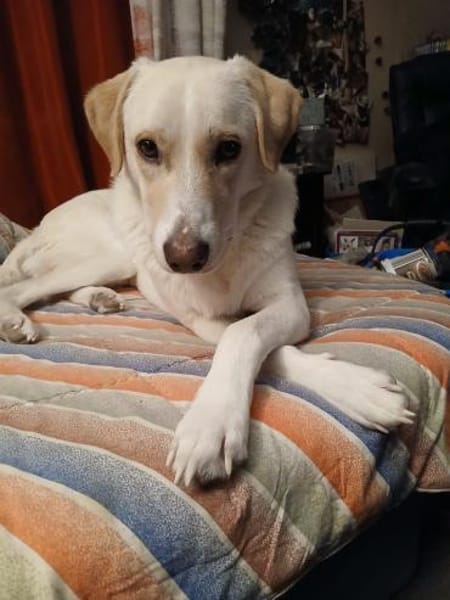 Lobo sucht sein Zuhause