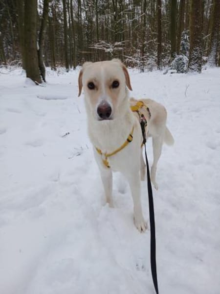 Lobo sucht sein Zuhause