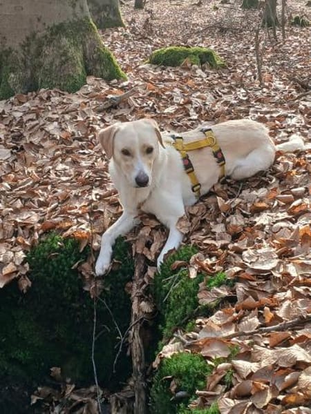 Lobo sucht sein Zuhause