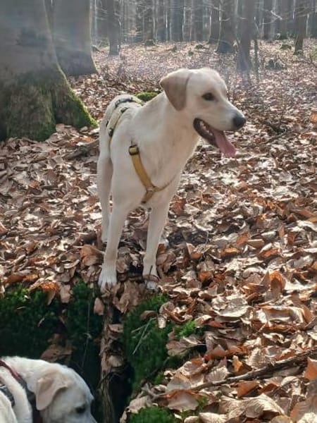 Lobo sucht sein Zuhause