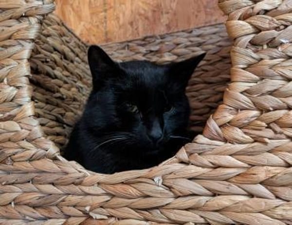 Kater Bob