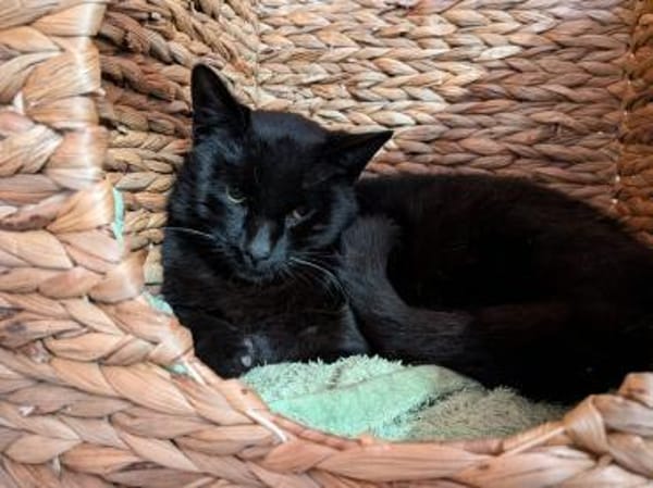 Kater Bob
