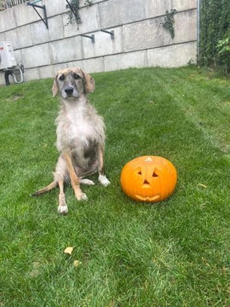 Zola sucht ein liebevolles Zuhause