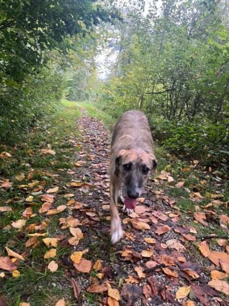 Zola sucht ein liebevolles Zuhause