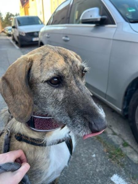 Zola sucht ein liebevolles Zuhause