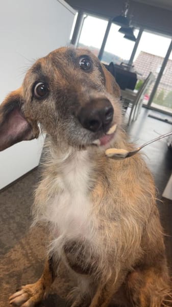 Zola sucht ein liebevolles Zuhause