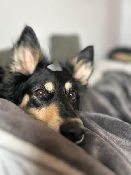 Liebevolle JOJO sucht liebevolle Familie