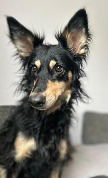 Liebevolle JOJO sucht liebevolle Familie