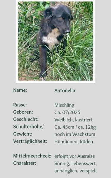 Antonella, die Hübsche 🌹