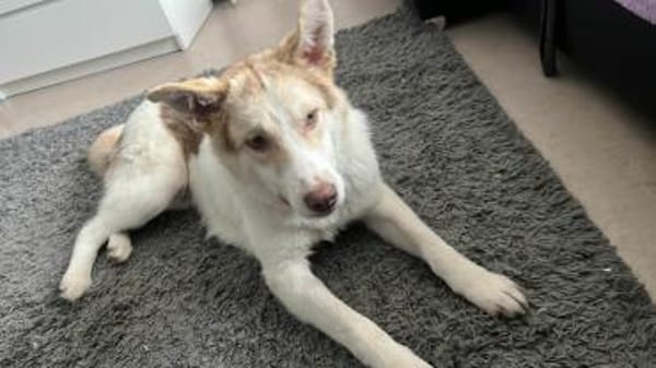 Charlie - Familienanschluss gesucht