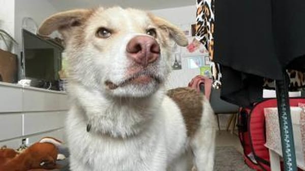 Charlie - Familienanschluss gesucht