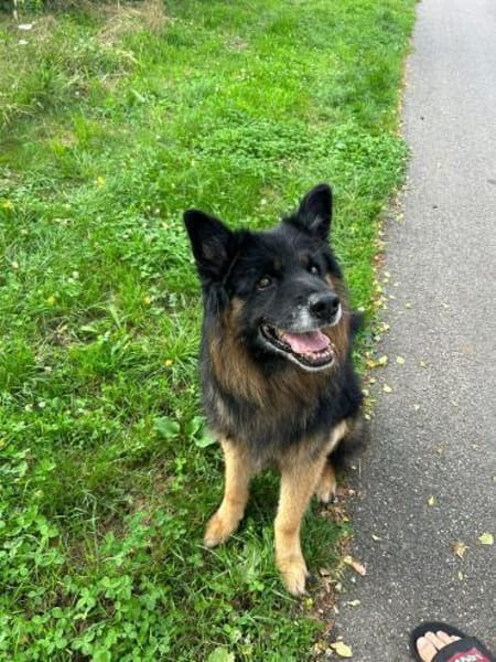 Verspielter Bruno sucht seine Menschen