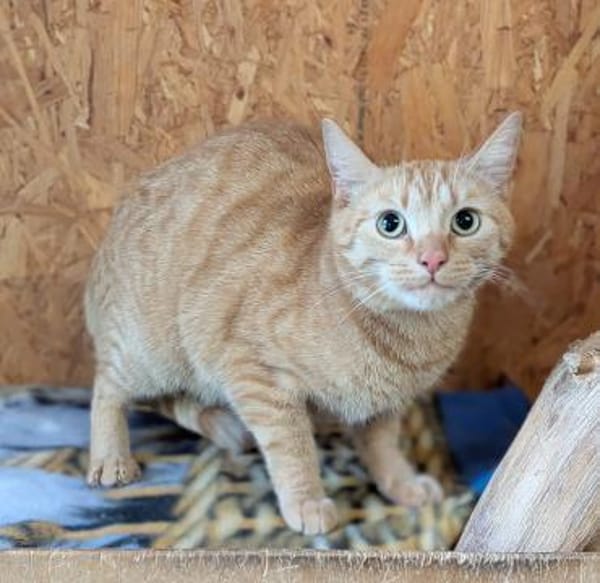 Kater Biavis