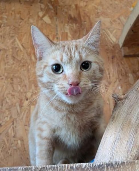 Kater Biavis