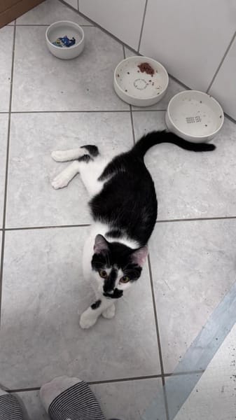 Olli auf der Suche nach seinem Körbchen