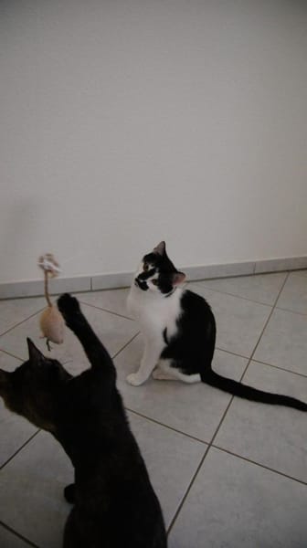Olli auf der Suche nach seinem Körbchen
