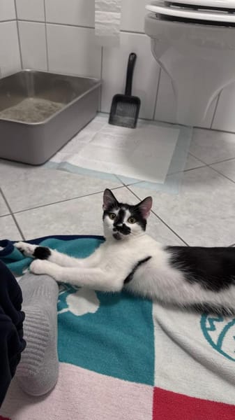 Olli auf der Suche nach seinem Körbchen