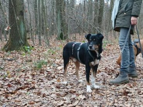 PRIMO -unkomplizierter Familienhund-