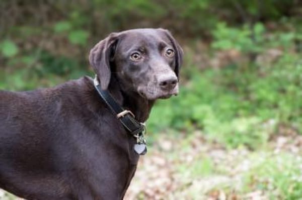 Maya, schöne Hündin sucht Zuhause