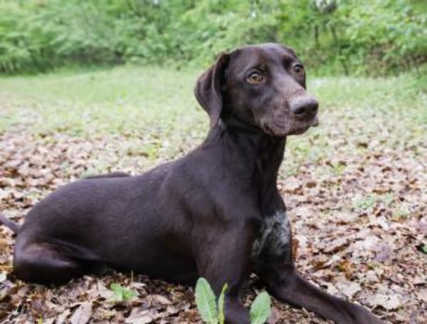 Maya, schöne Hündin sucht Zuhause
