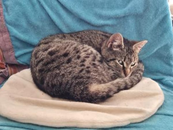 Hermine Freundliches Tigermädel