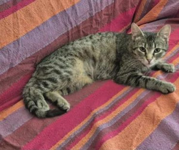 Hermine Freundliches Tigermädel